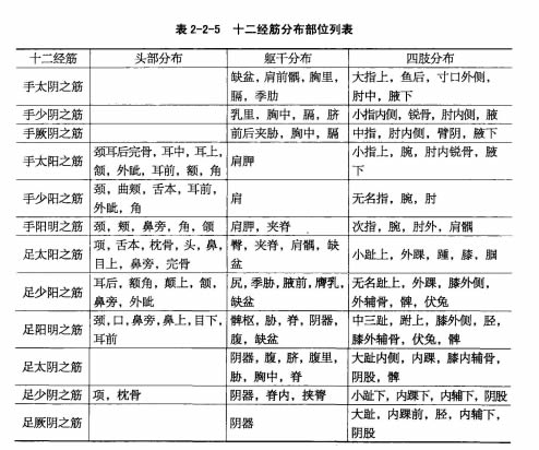 十二经筋