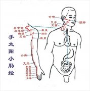 中篇第一章:经络腧穴各论手太阳小肠经