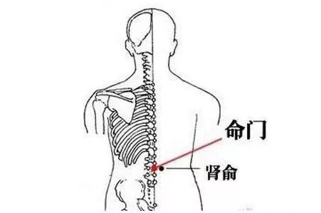 肾俞