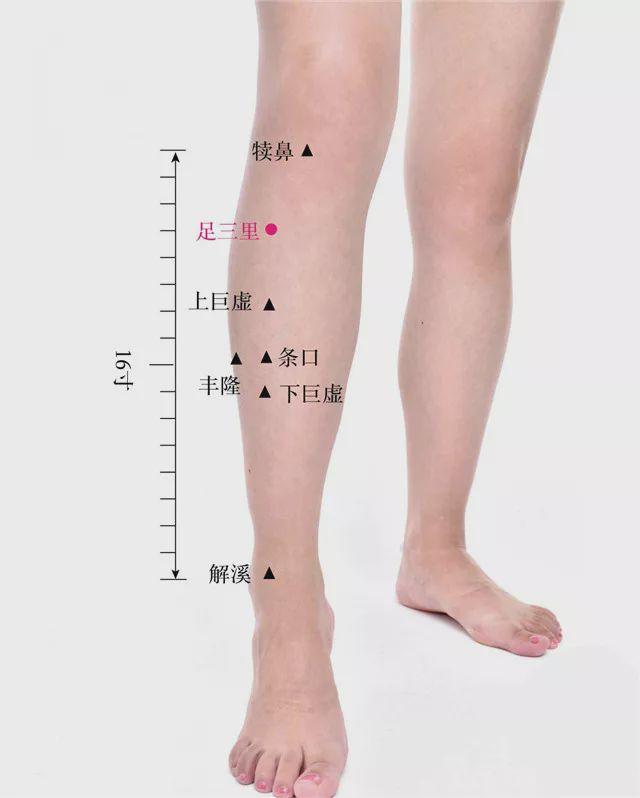 足三里穴