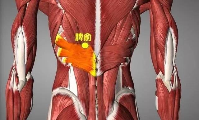 脾俞穴