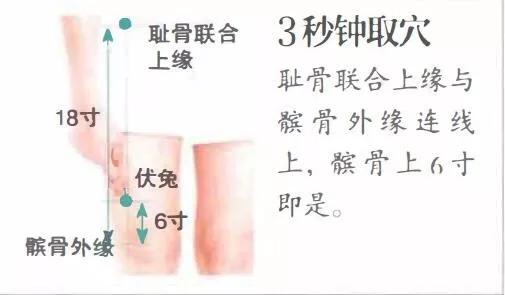 伏兔穴
