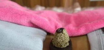 隔物灸