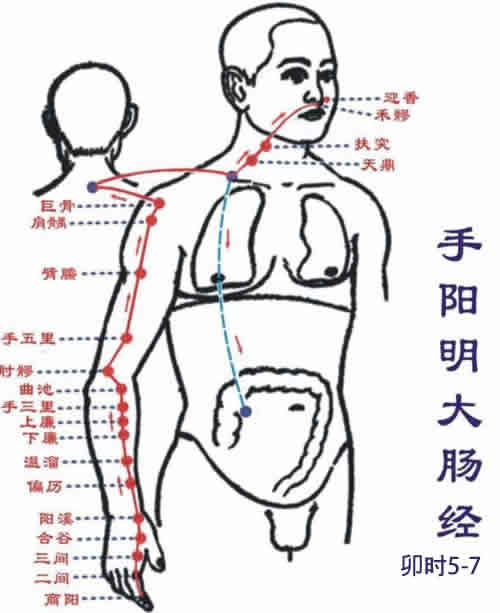 手阳明大肠经循行图