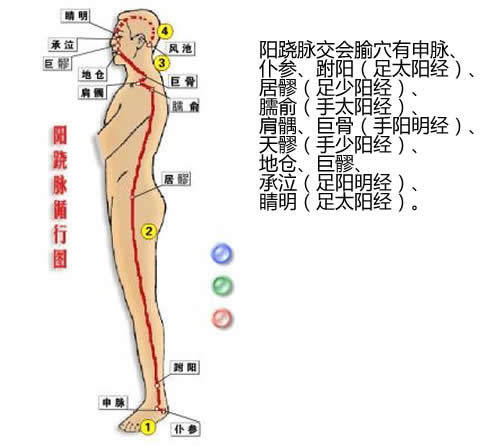 阳跷脉经络循行图及穴位