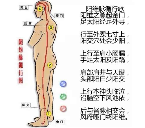 阳维脉经络循行图及穴位