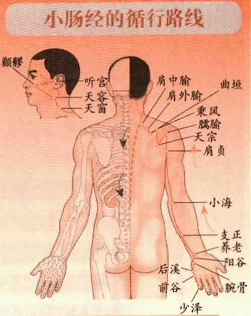小肠经穴位图循行路线及位置图
