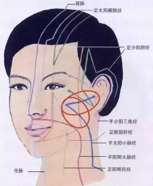 面部经络图