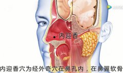内迎香穴位准确穴位图的作用
