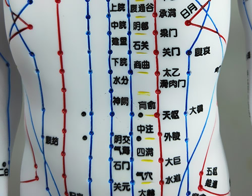 腹部穴位图