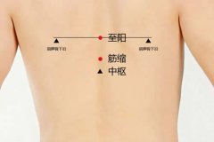 至阳穴准确穴位图和功效作用