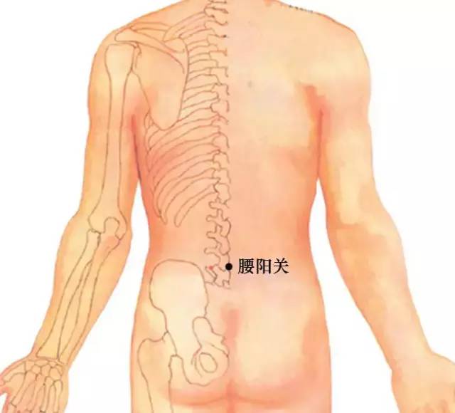 腰阳关的准确位置图