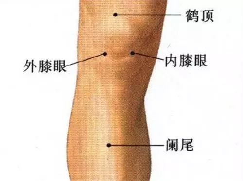 鹤顶穴的准确穴位图及功效作用