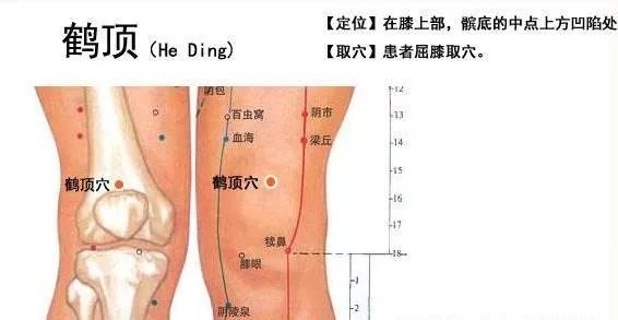 鹤顶穴的准确穴位图