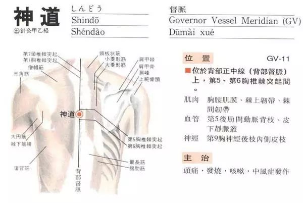 如何找到神道穴及功效作用