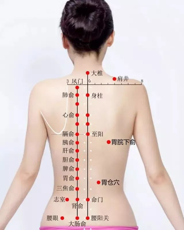 胃脘下俞的准确位置图及功效作用