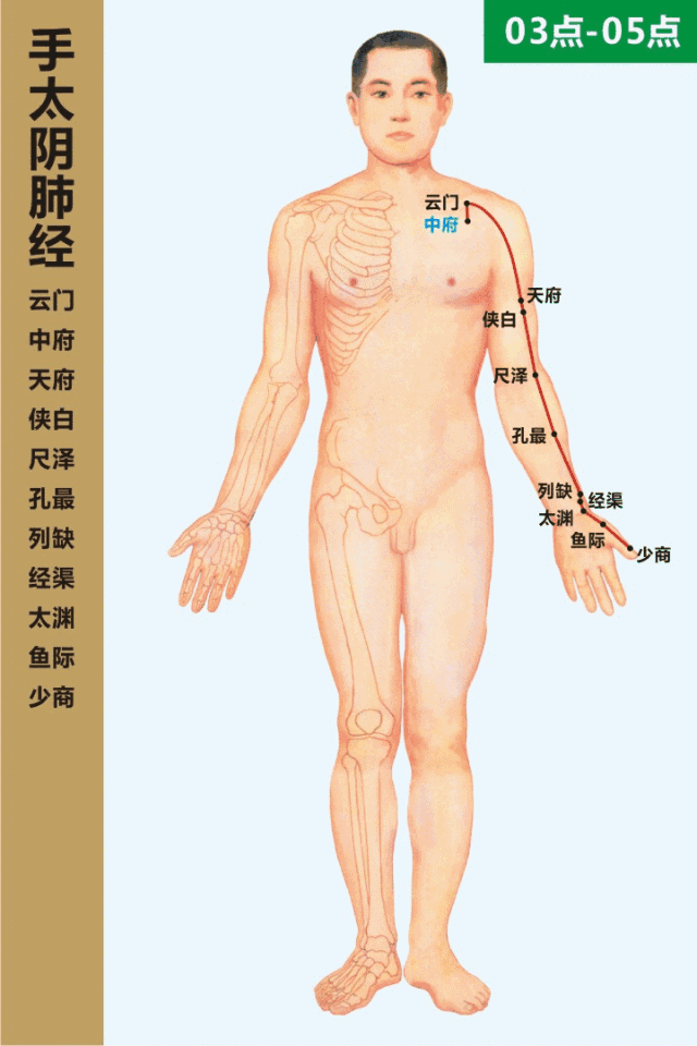手太阴肺经循行路线