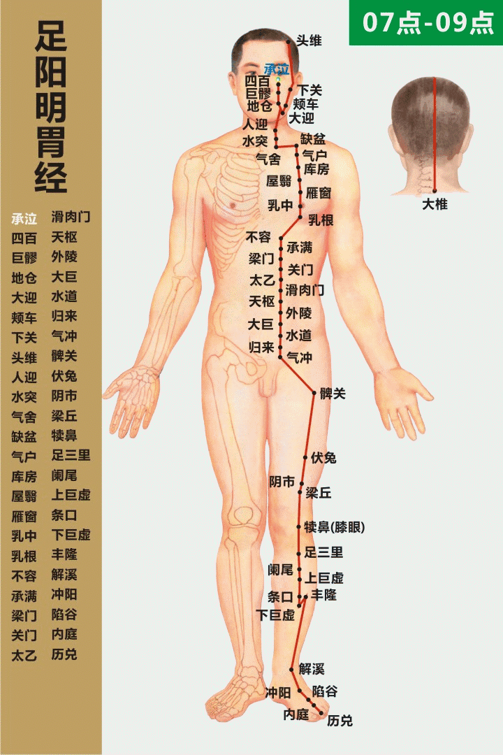 足阳明胃经的循行路线图