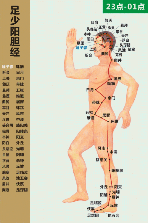 足少阳胆经穴位图  