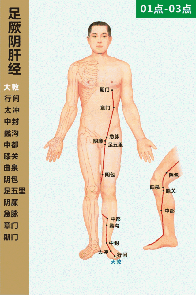 足厥阴肝经穴位图