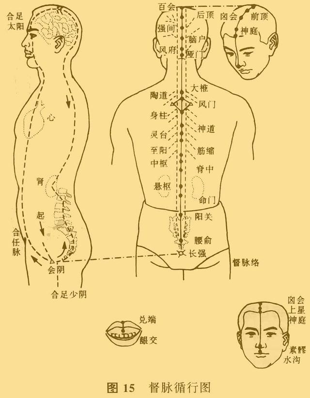 督脉循行示意图