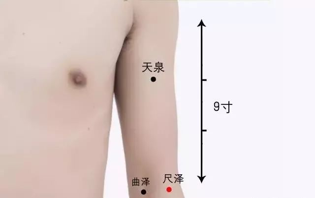 尺泽穴的准确位置图及功效作用