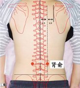 <b>肾俞穴位位置图怎么找及功效作用</b>