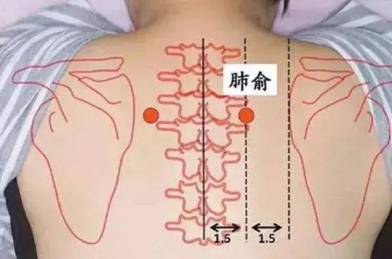 肺俞穴的准确位置图及作用