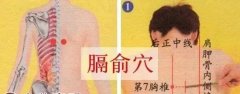 膈俞穴的准确位置图及作用