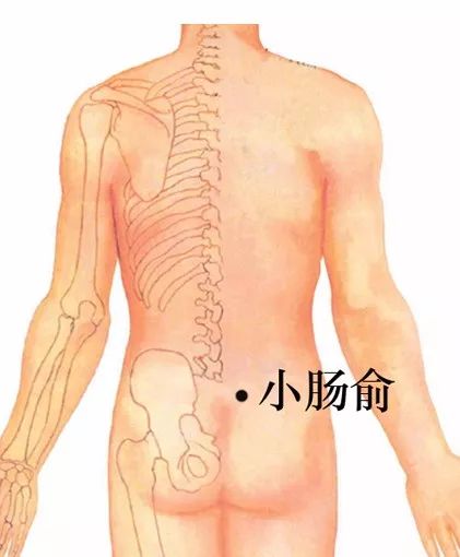小肠俞位置准确穴位图