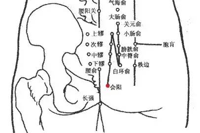 会阳穴的准确穴位图及功效作用