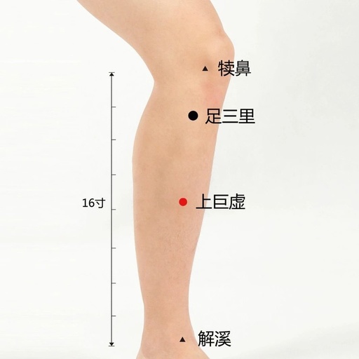 上巨虚穴的准确穴位图及作用