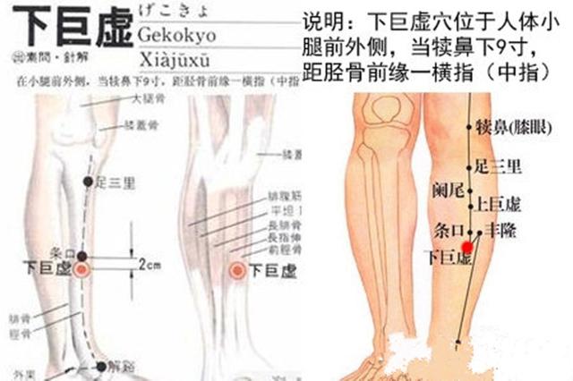 下巨虚的位准确穴位图