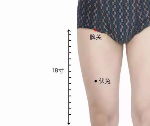 髀关穴的准确穴位图