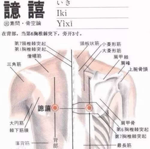 譩嘻穴读音及准确穴位图和功效作用