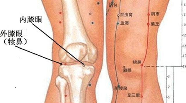 犊鼻的准确位置图