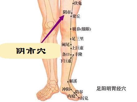 阴市穴的准确穴位图及作用