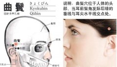 曲鬓穴的准确穴位图及作用