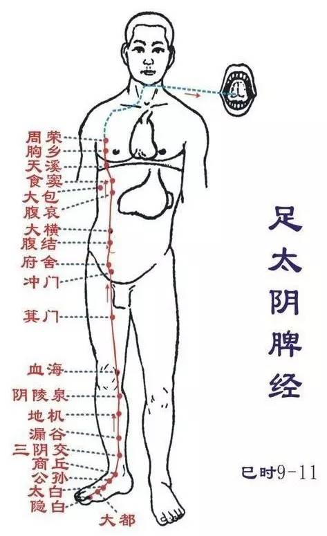 足太阴脾经循行图