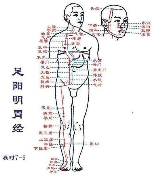 足阳明胃经循行图