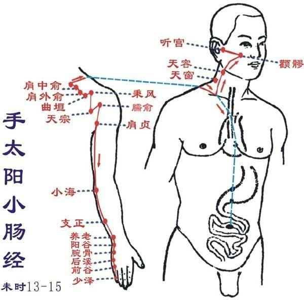 手太阳小肠经