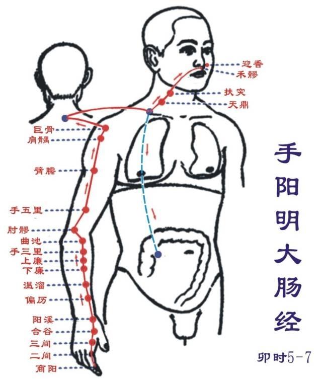 手阳明大肠经