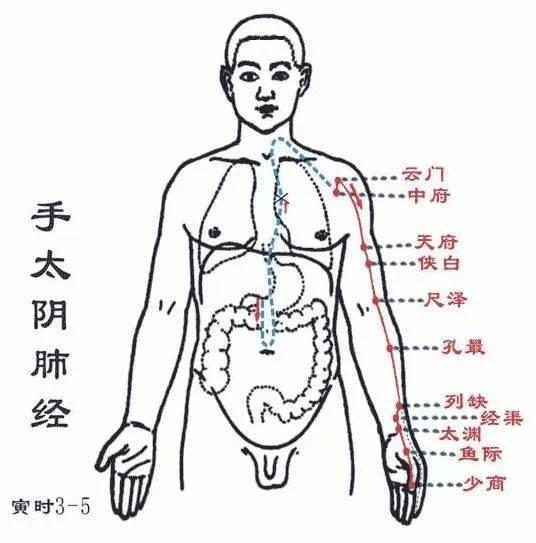 手太阴肺经