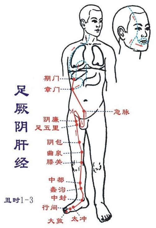 足厥阴肝经