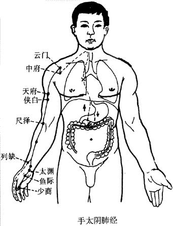 十二经脉的循行