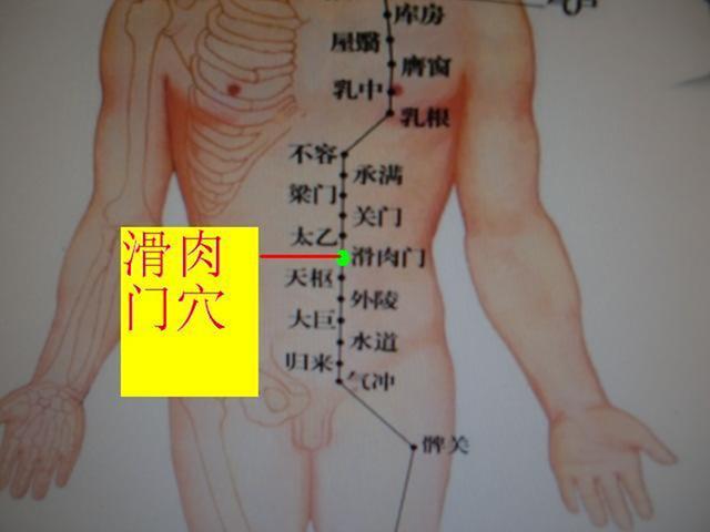 滑肉门穴的准确位置图及作用