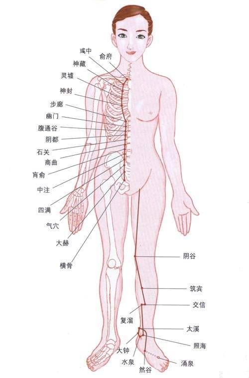 肾经
