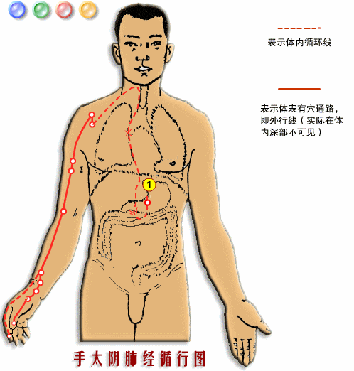 手太阴肺经
