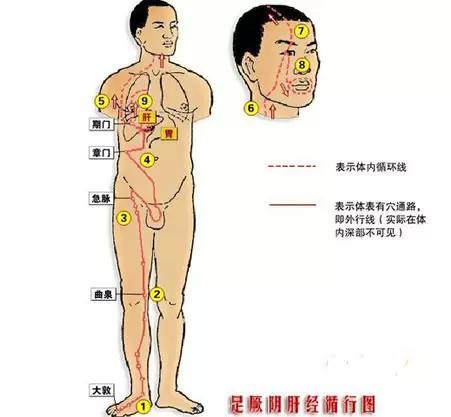 足厥阴肝经