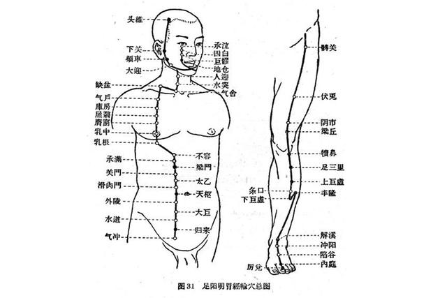 足阳明胃经的功效和作用